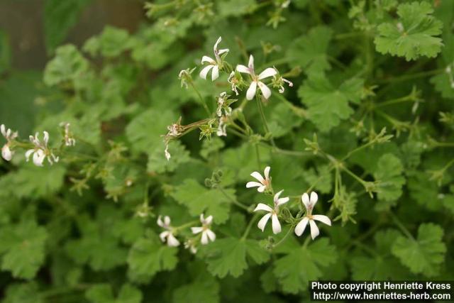 Photo: Pelargonium 6.