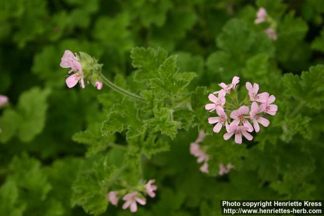 Photo: Pelargonium 7.