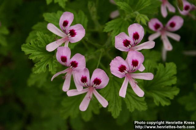 Photo: Pelargonium 8.