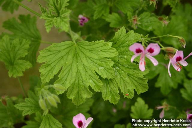 Photo: Pelargonium 9.