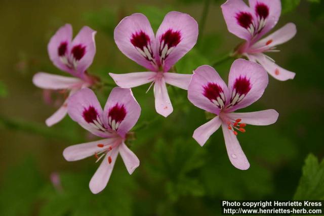 Photo: Pelargonium 10.