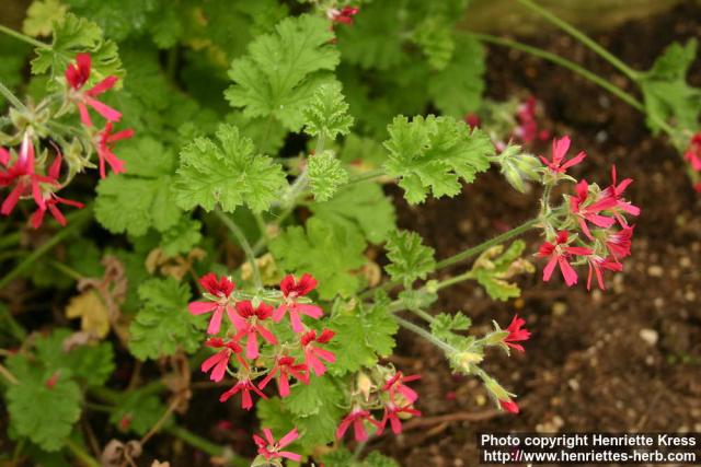 Photo: Pelargonium 11.