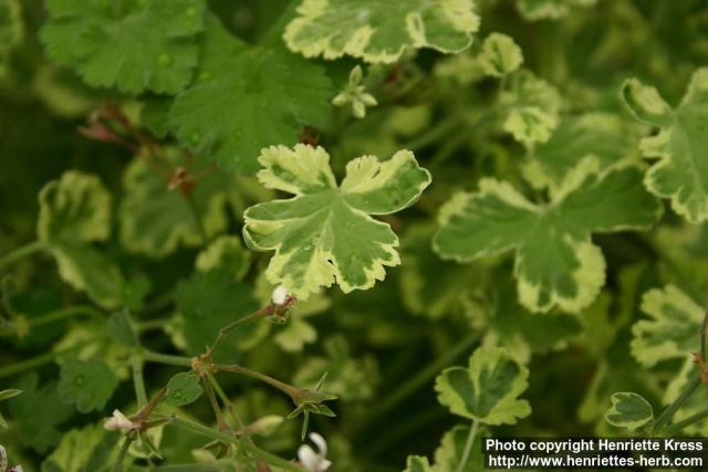 Photo: Pelargonium 13.