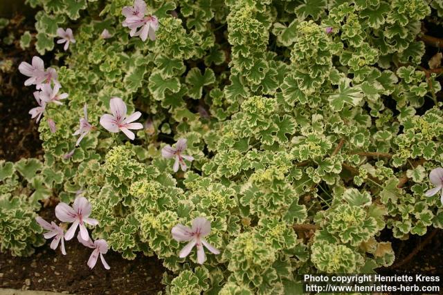 Photo: Pelargonium crispum 1.