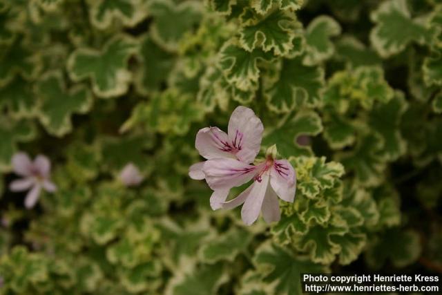 Photo: Pelargonium crispum 2.