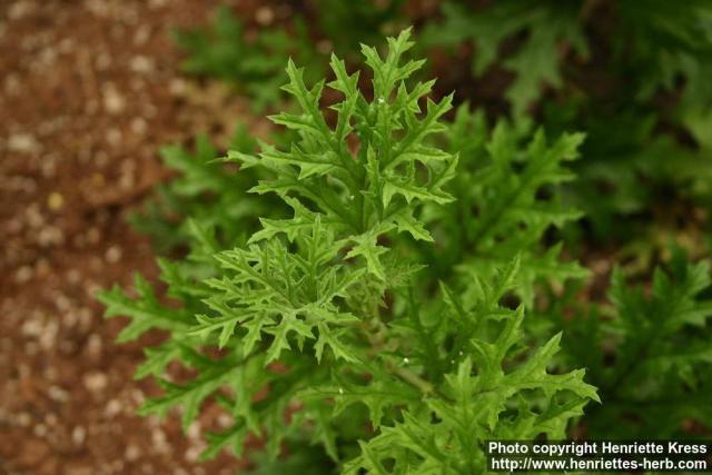 Photo: Pelargonium x fragrans 2.