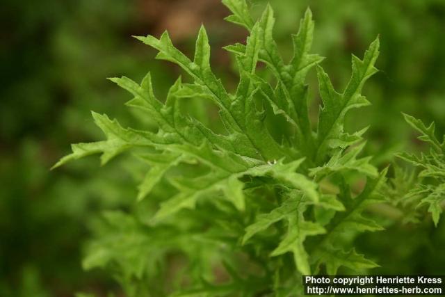 Photo: Pelargonium x fragrans 3.