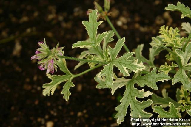 Photo: Pelargonium graveolens 4.