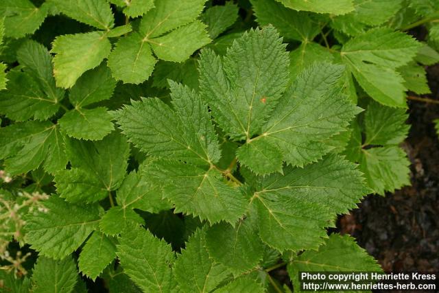 Photo: Peucedanum ostruthium 6.