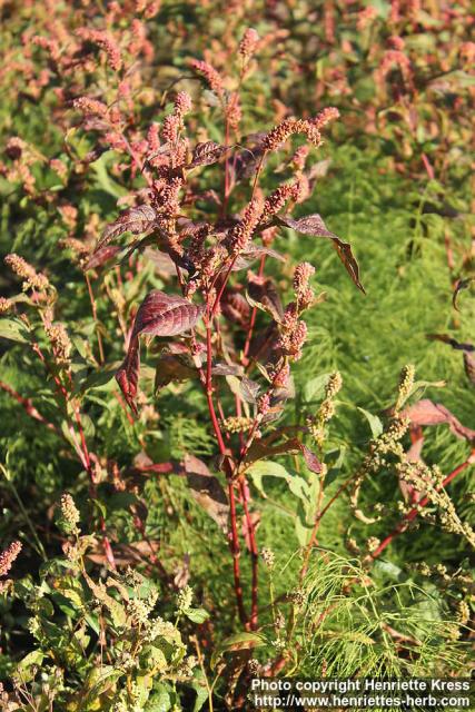 Photo: Polygonum persicaria 2.