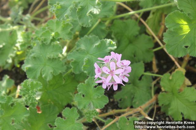 Photo: Pelargonium capitatum 1.