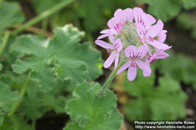 Photo: Pelargonium capitatum 2.