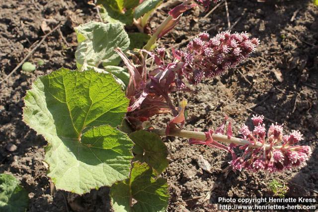 Photo: Petasites hybridus 40.