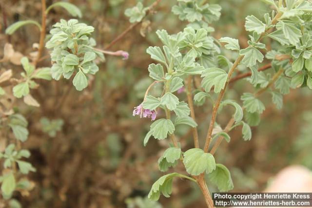 Photo: Pelargonium exstipulatum 1.