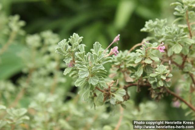 Photo: Pelargonium exstipulatum 2.