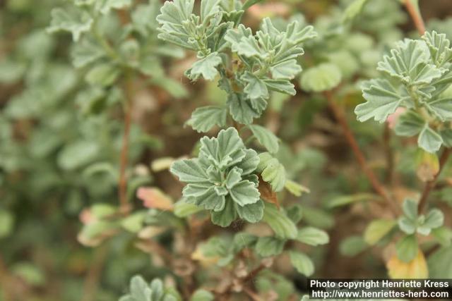 Photo: Pelargonium exstipulatum 3.