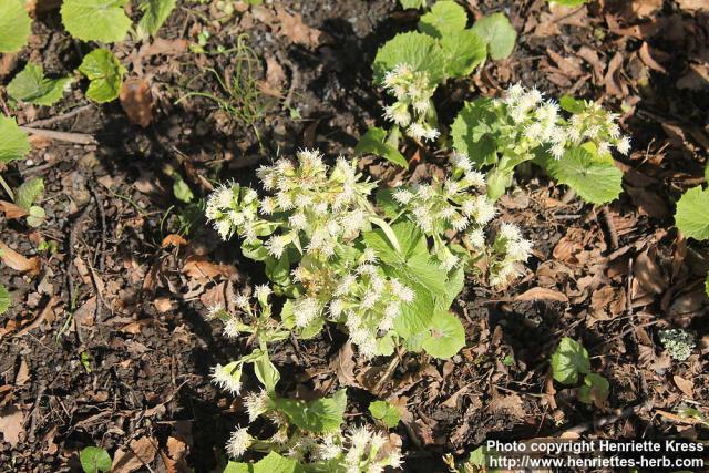 Photo: Petasites albus 16.