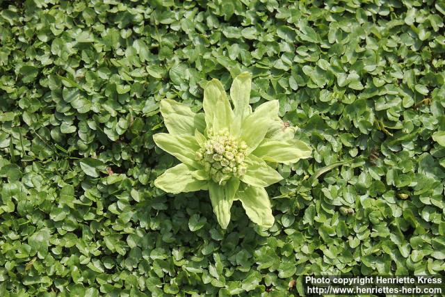 Photo: Petasites japonicus 16.