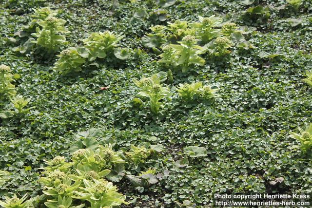 Photo: Petasites japonicus 17.