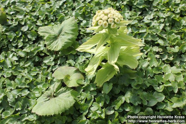 Photo: Petasites japonicus 19.