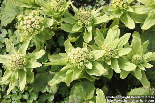 Photo: Petasites japonicus 20.