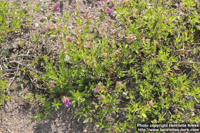 Photo: Penstemon fruticosus 0.