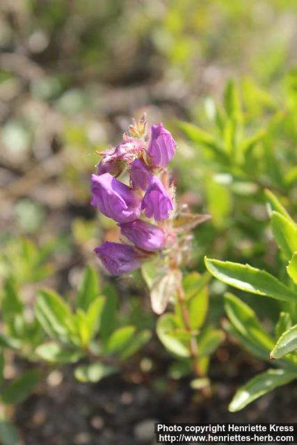 Photo: Penstemon fruticosus 1.