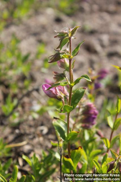 Photo: Penstemon fruticosus 3.