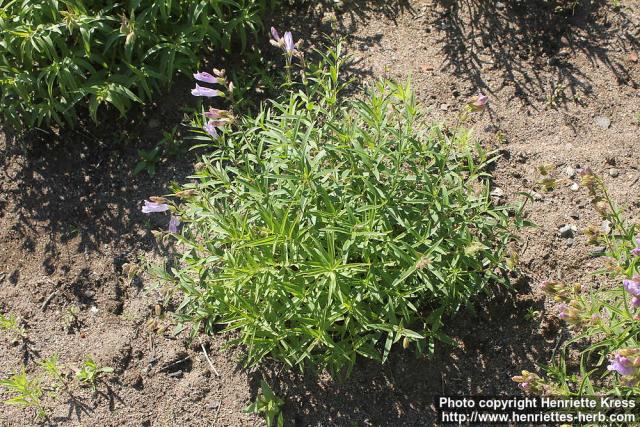 Photo: Penstemon lyallii 3.