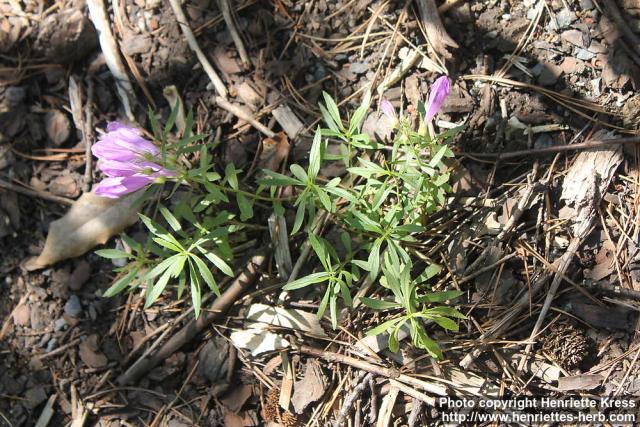 Photo: Penstemon fruticosus 4.