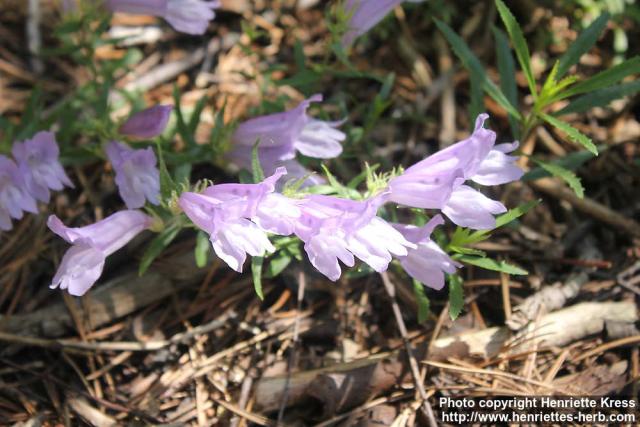 Photo: Penstemon fruticosus 5.