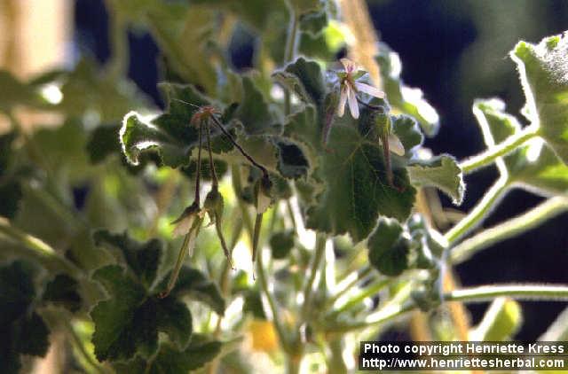 Photo: Pelargonium 2.