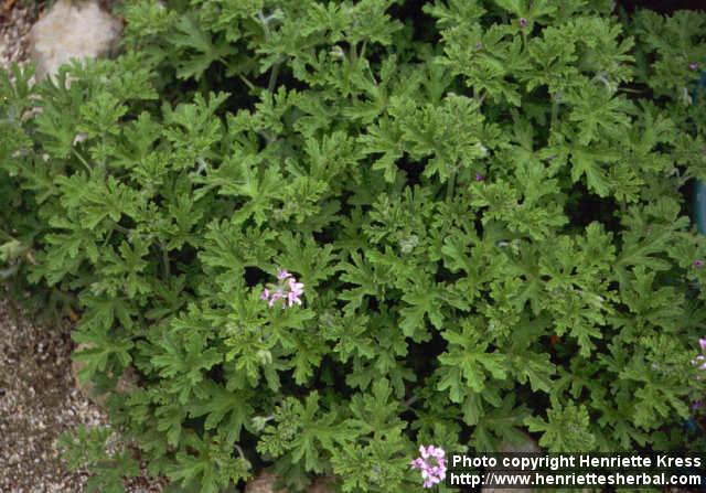 Photo: Pelargonium graveolens 1.