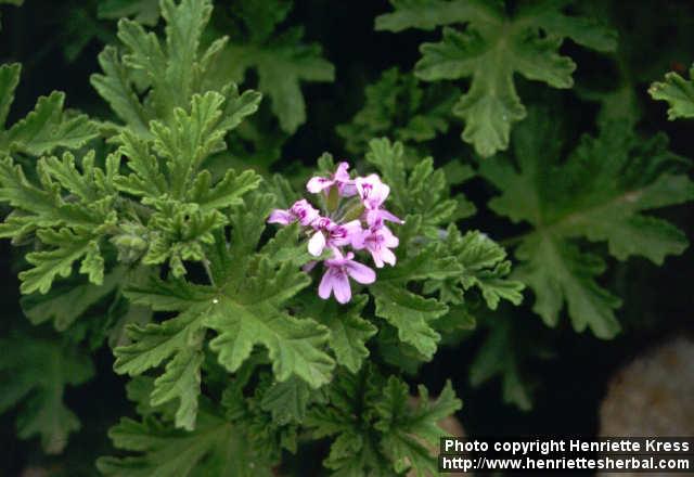 Photo: Pelargonium graveolens 2.