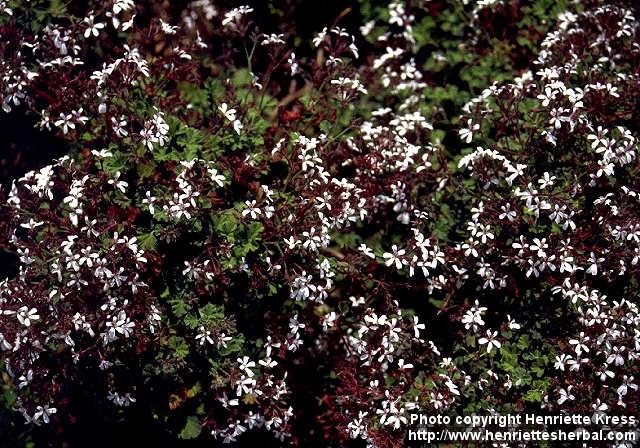 Photo: Pelargonium x fragrans.