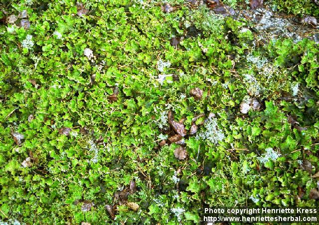 Photo: Peltigera aphthosa 1.