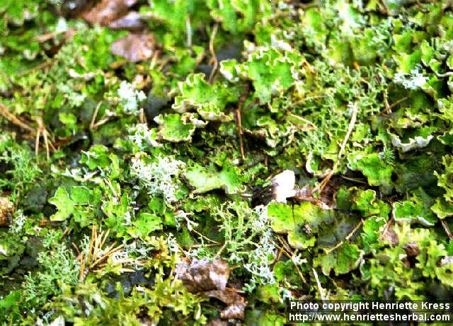 Photo: Peltigera aphthosa.