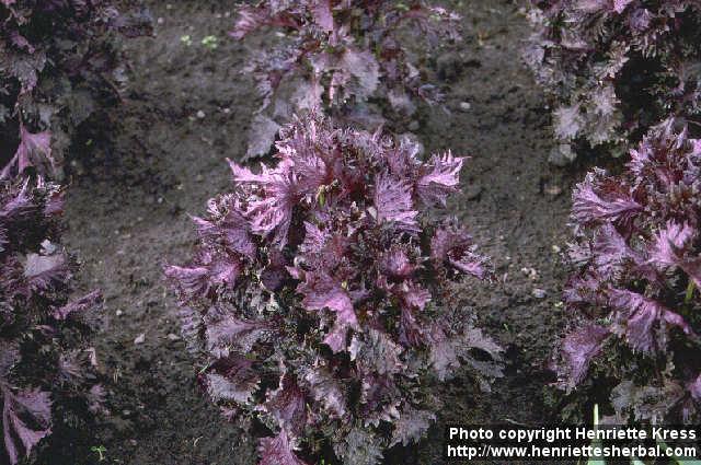 Photo: Perilla frutescens 2.