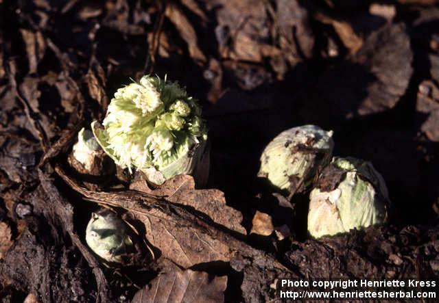 Photo: Petasites albus 1.