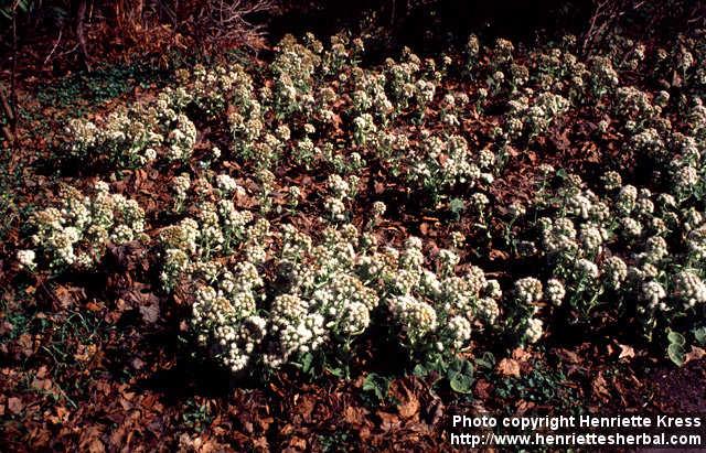 Photo: Petasites albus 2.