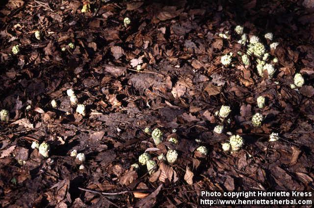 Photo: Petasites albus.