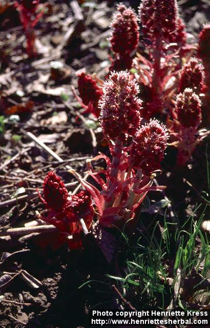 Photo: Petasites hybridus 5.