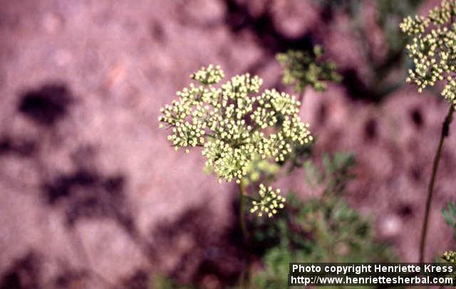 Photo: Peucedanum officinale 1.