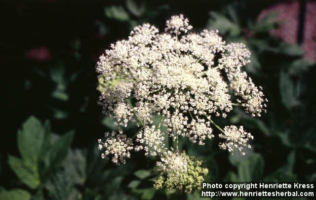 Photo: Peucedanum ostruthium 1.