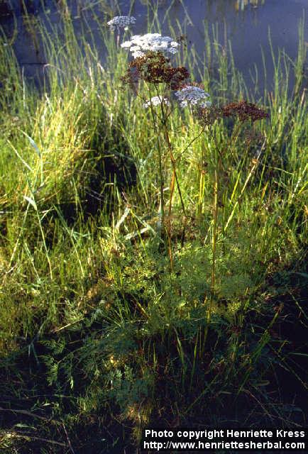 Photo: Peucedanum palustre 2.