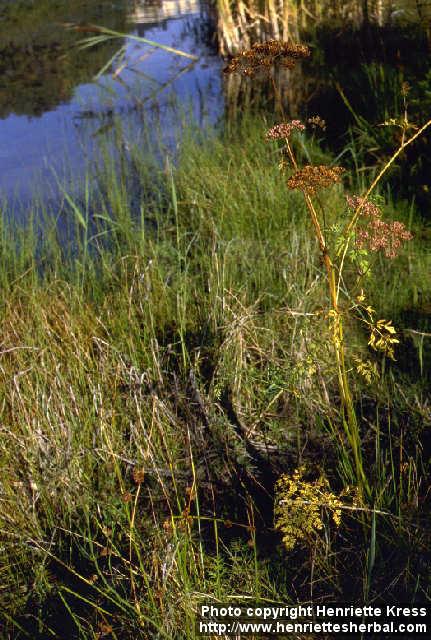 Photo: Peucedanum palustre.