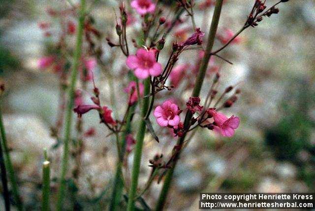 Photo: Penstemon 4.