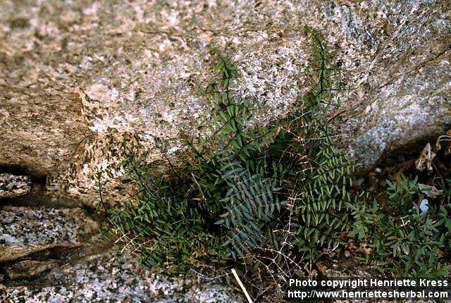 Photo: Pellaea truncata.