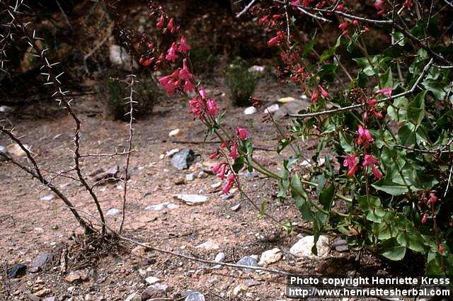 Photo: Penstemon pseudospectabilis 3.