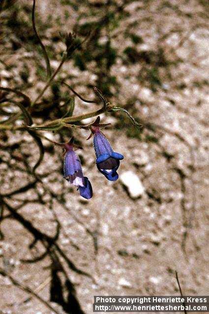 Photo: Penstemon 1.